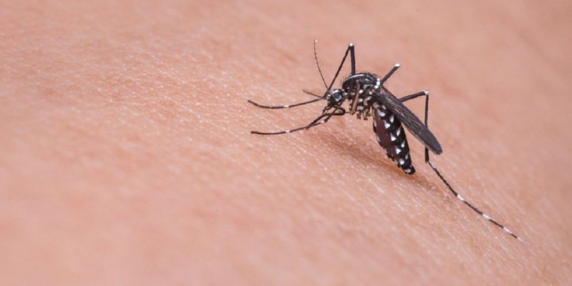 Стало понятно, кого больше «любят» комары.