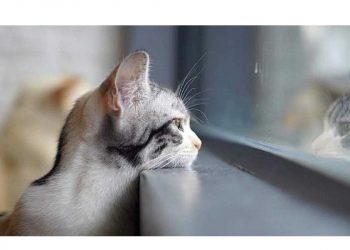 Погода в Украине 11 февраля.