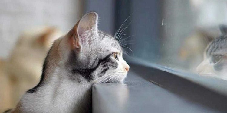 Погода в Украине 11 февраля.