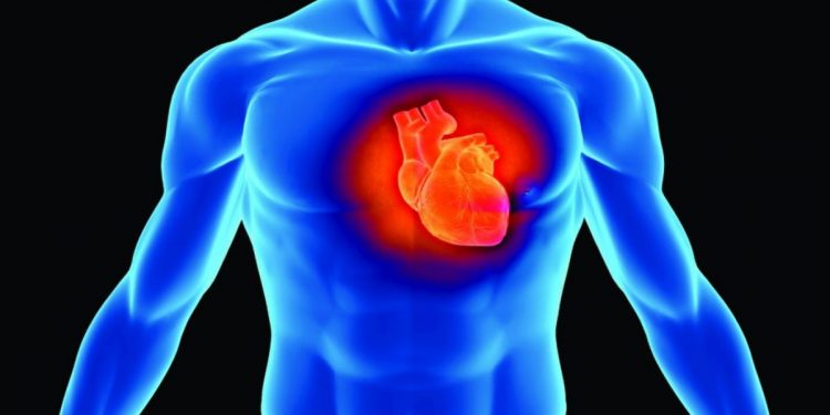 сердце человека