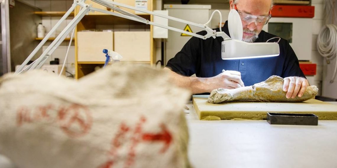 Исследование останков