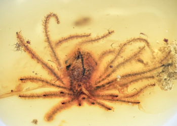 Находка ученых