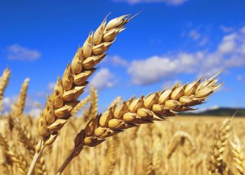 урожай в Украине