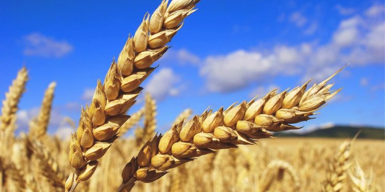 урожай в Украине