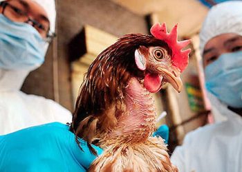 птичий грипп