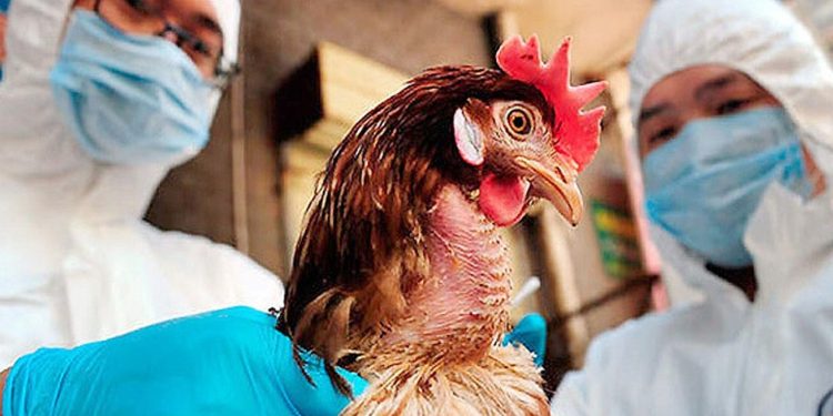 птичий грипп