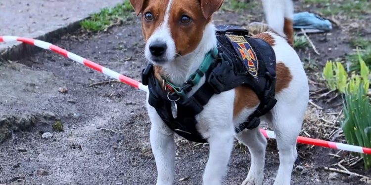 Пес-сапер Патрон