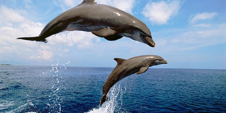Жертвы войны: в Черном и Азовском морях из-за действий РФ погибли тысячи дельфинов