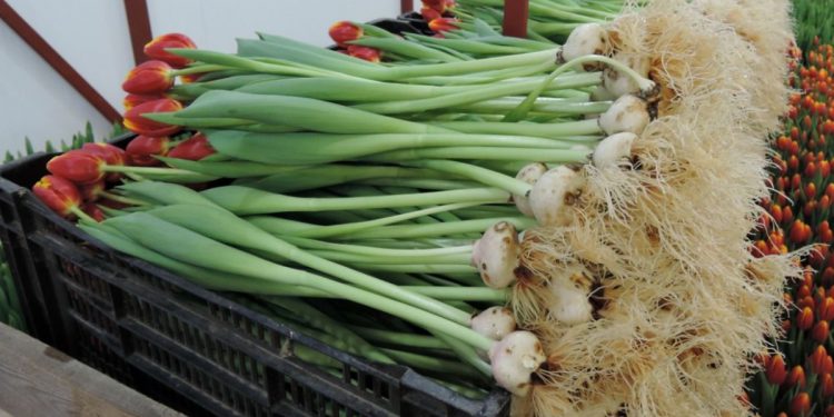 Тюльпаны с луковицами