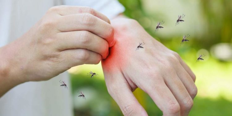 Укусы насекомых