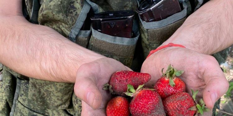 Оккупанты собирают клубнику на Херсонщине