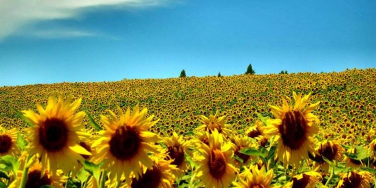 Лето в Украине