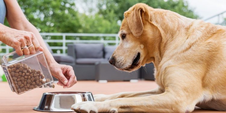 сухой корм для собак