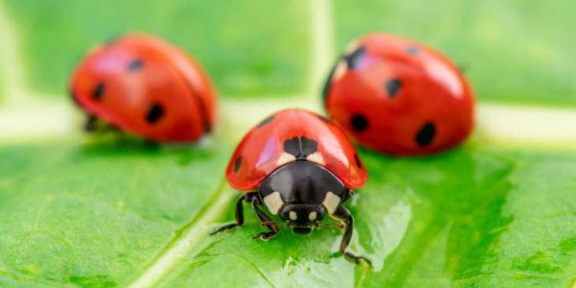 Божья коровка