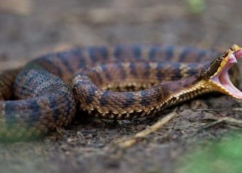 Как обезопасить себя от укуса змеи