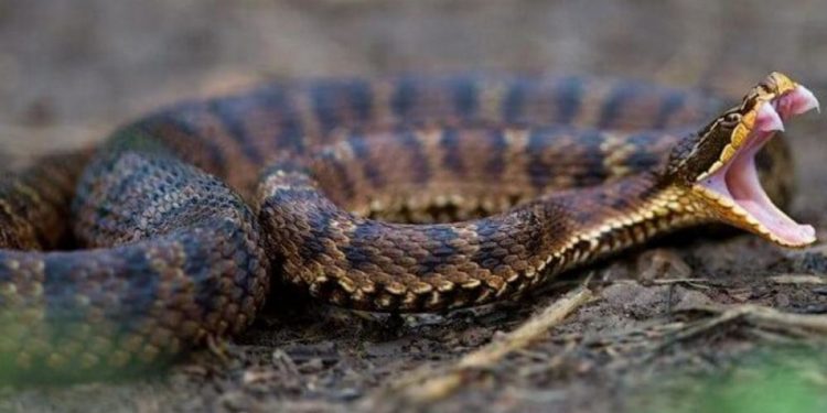 Как обезопасить себя от укуса змеи