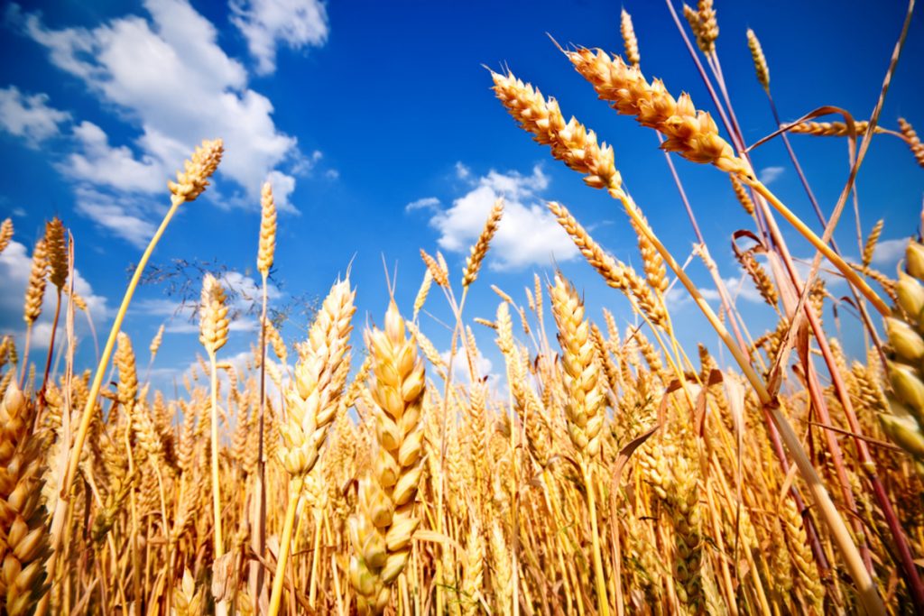 Урожай пшеницы в Украине