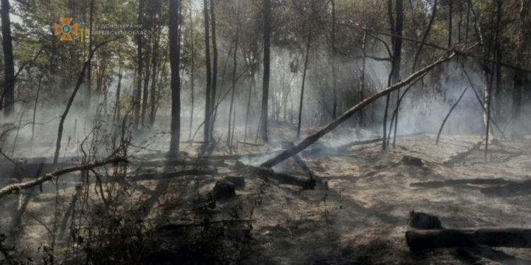 Лес в Изюме