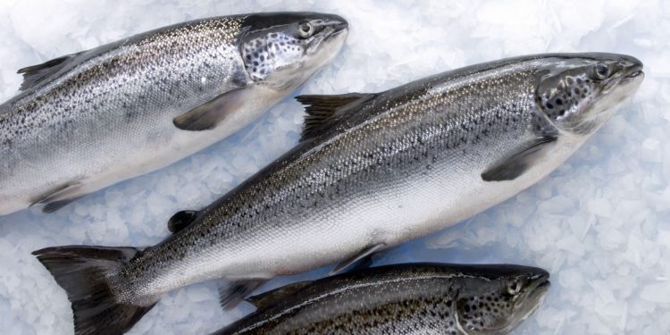 Мороженая рыба