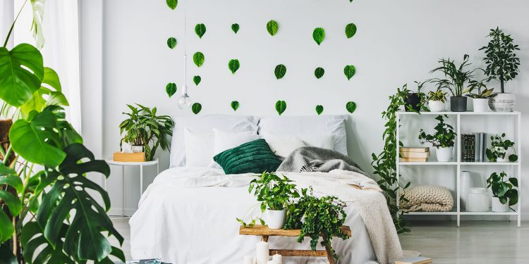 Комнатные растения в спальне