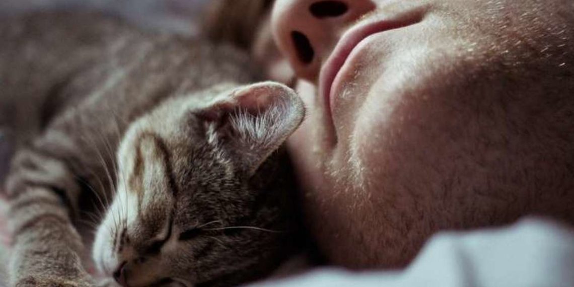 Сон з домашніми тваринами