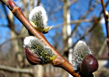 Погода в Україні.