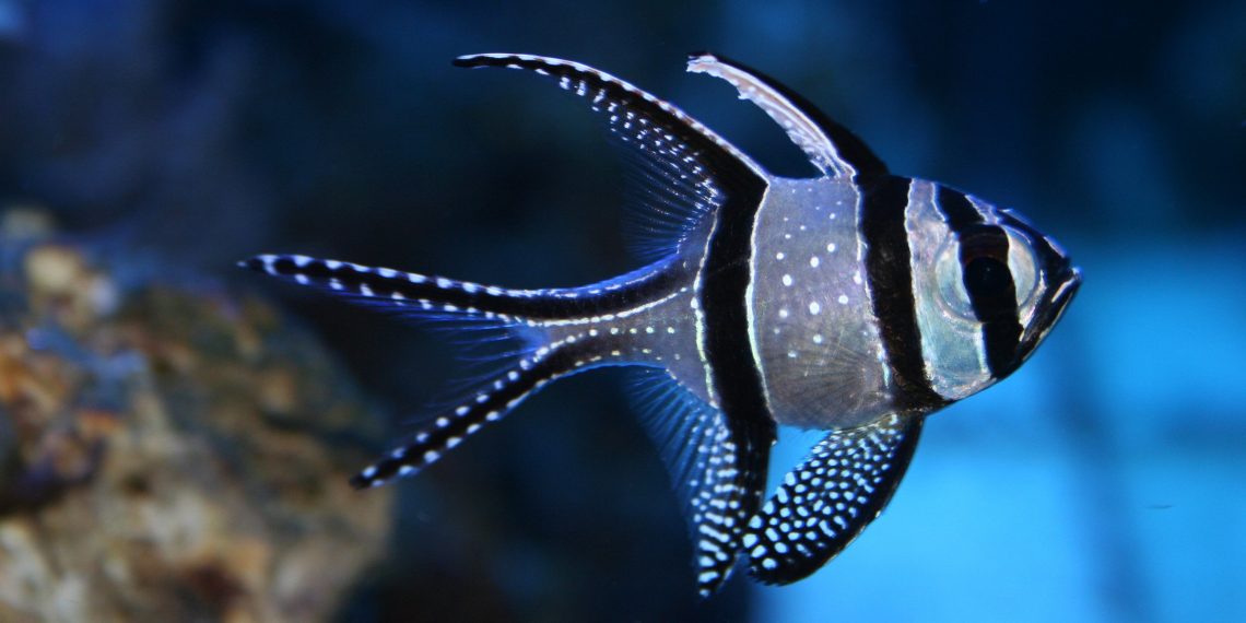 Морские аквариумные рыбки