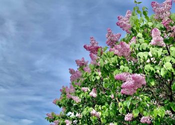 Погода в Україні.