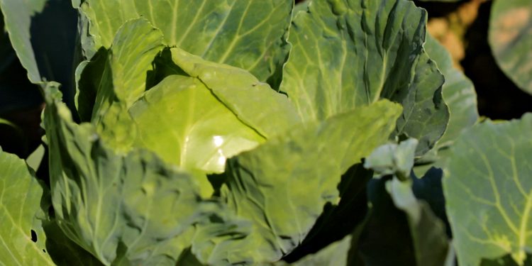 Рання капуста.