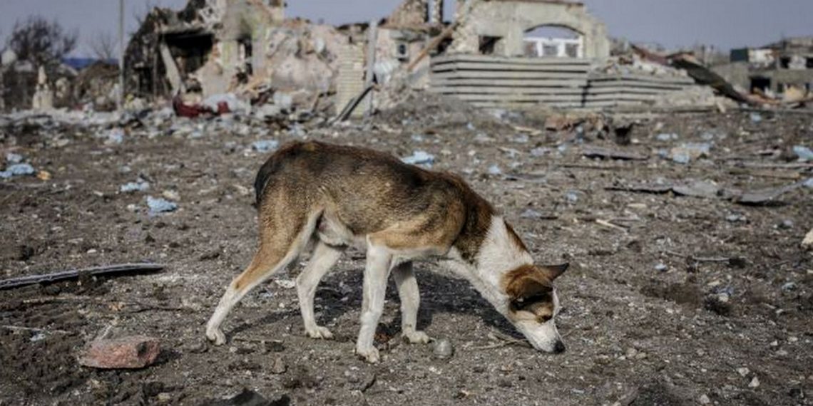 Безпритульний песик.