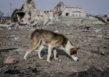 Безпритульний песик.