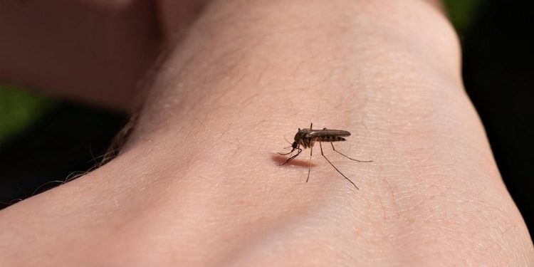 Укус комара.