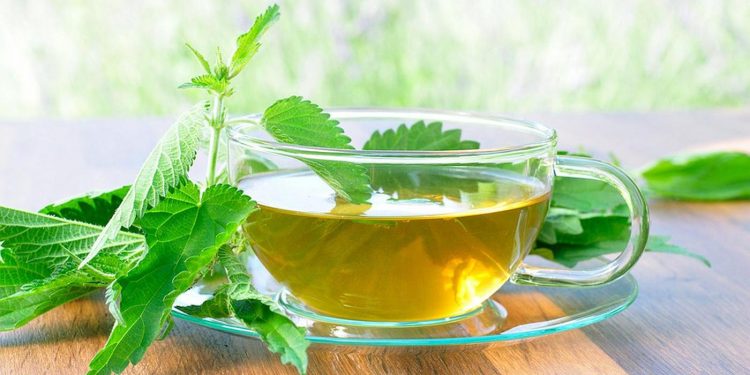 Чай из крапивы