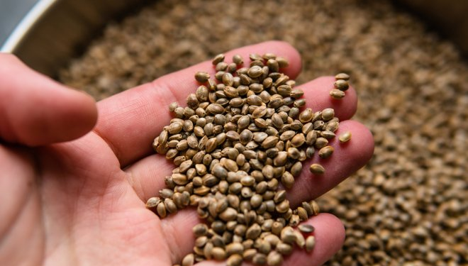 Всё, что нужно знать о семенах конопли