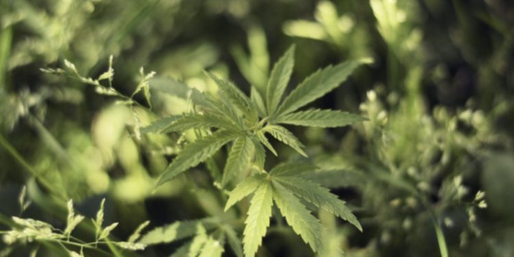 Афганские сорта каннабиса: особенности, преимущества и возможности для культивации