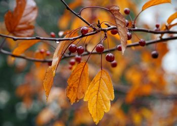 Погода на осінь.