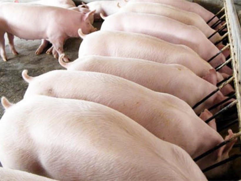 Из-за АЧС к началу 2019 года количество свиней в частных хозяйствах резко сократится - эксперт