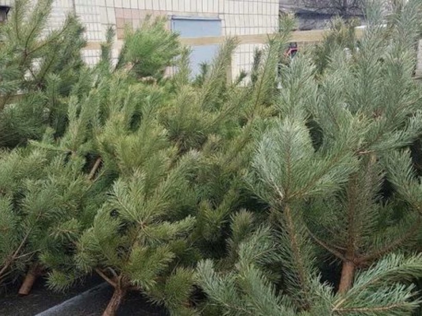 В Украине стартовал сезон елочных базаров: на продажу выставят полмиллиона деревьев