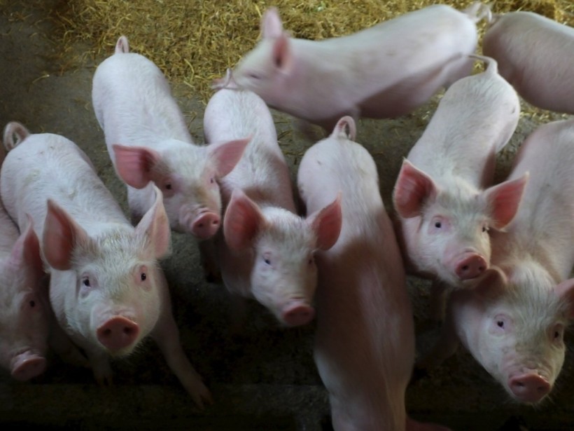 Свиное стадо Китая сократилось на 60 миллионов голов