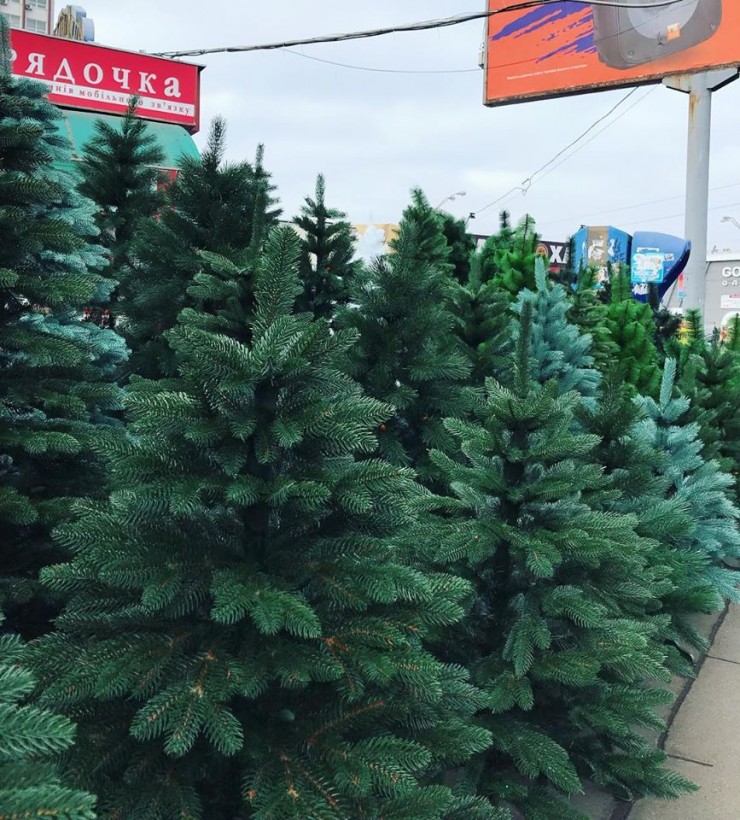 Праздник приближается: елки в Киеве продают по 400 гривен за метр (ФОТО)