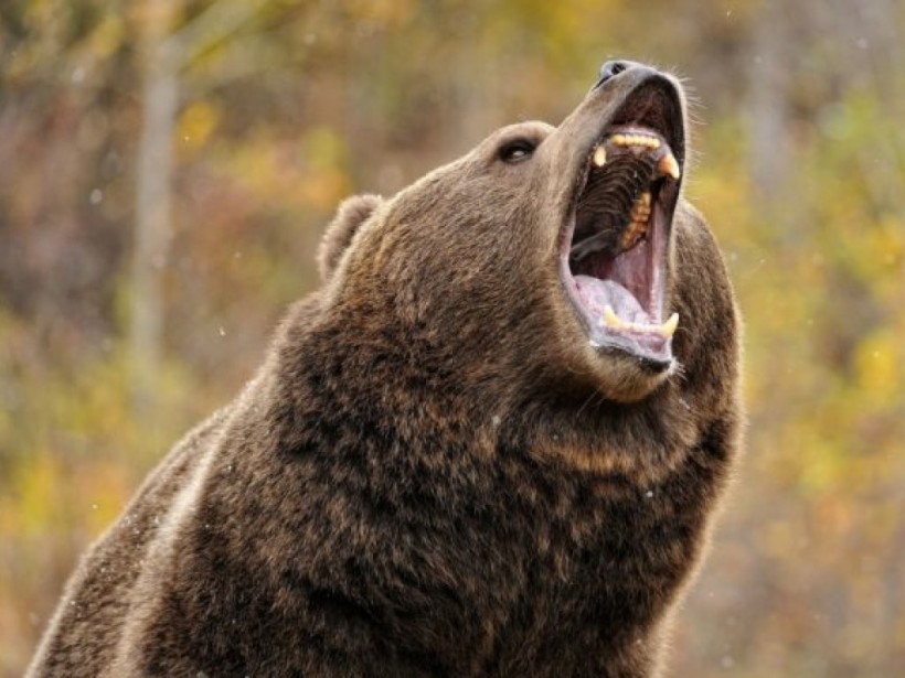 Разъяренный медведь убил и съел своего хозяина в РФ (ФОТО)