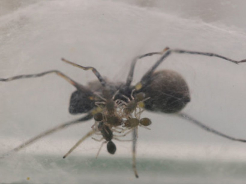Китайские ученые нашли пауков, кормящих своих детенышей молоком (ФОТО)
