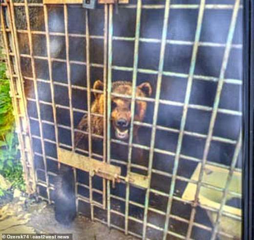 Разъяренный медведь убил и съел своего хозяина в РФ (ФОТО)