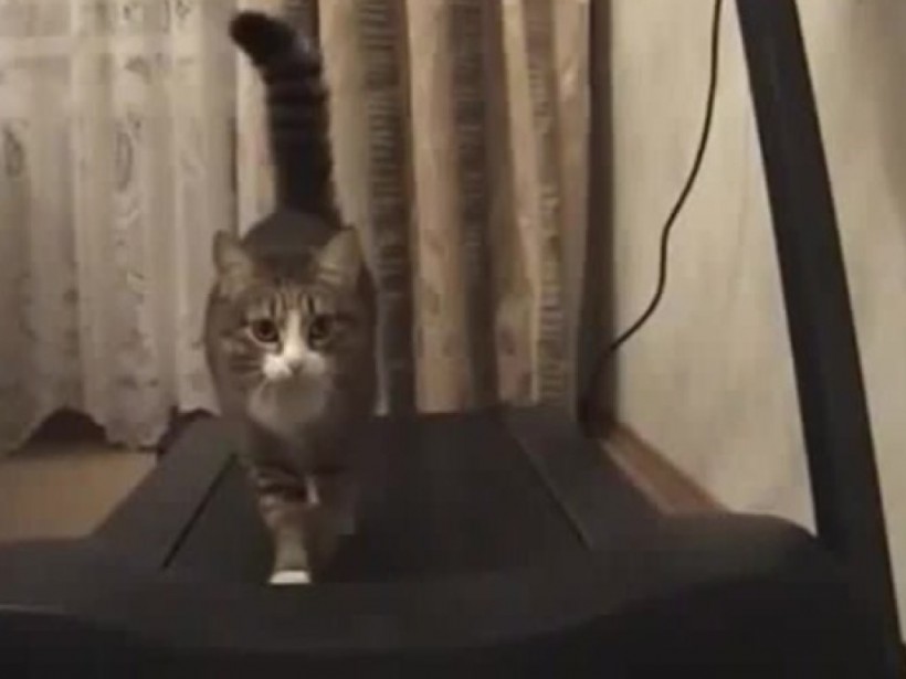 Сеть взорвал кот–спортсмен на беговой дорожке (ВИДЕО)