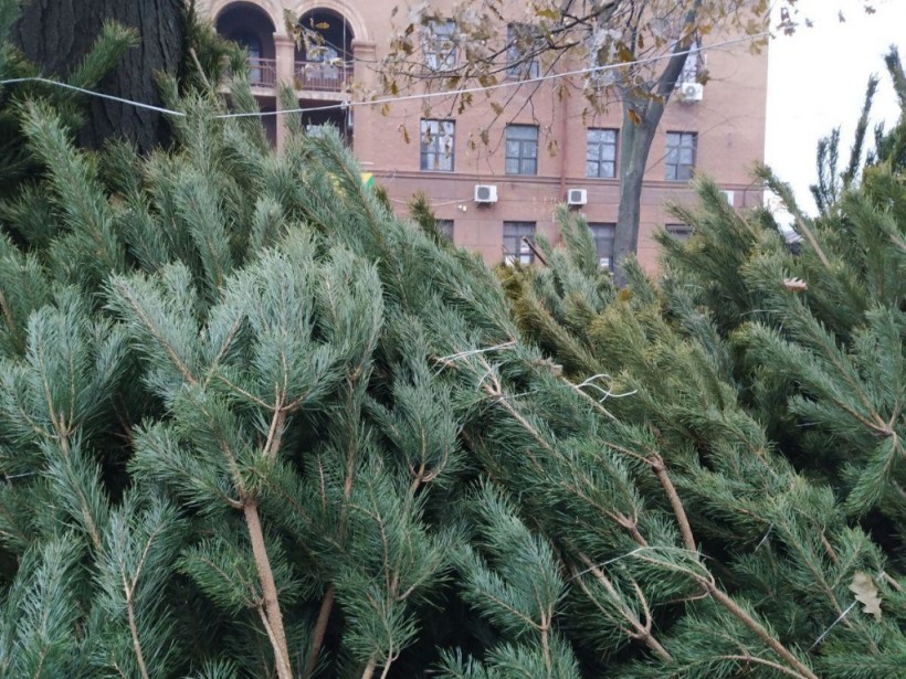 Новогодняя елка: как выбрать красивое и безопасное деревце   